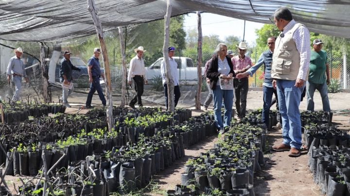 Tras visita de Sheinbaum, llegan a Sonora más de 30mdp para el programa 'Sembrando Vida'