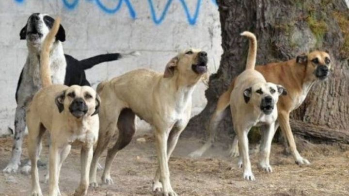 Falta de 'perrera municipal' aumenta ataques de caninos salvajes en el municipio de Navojoa