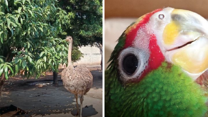 Profepa rescata venados y avestruces en Michoacán; frena tráfico ilegal de 11 loros hacia Estados Unidos