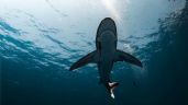 Foto ilustrativa de la nota titulada: Alerta: Tiburón de 6 metros ronda las aguas del sur de Sonora; autoridades piden extremas precauciones