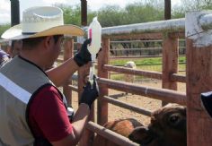 Foto ilustrativa de nota 86% de casos del gusano barrenador del ganado disminuyen en Tamaulipas: Agricultura