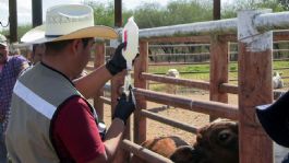 Foto que representa a 86% de casos del gusano barrenador del ganado disminuyen en Tamaulipas: Agricultura