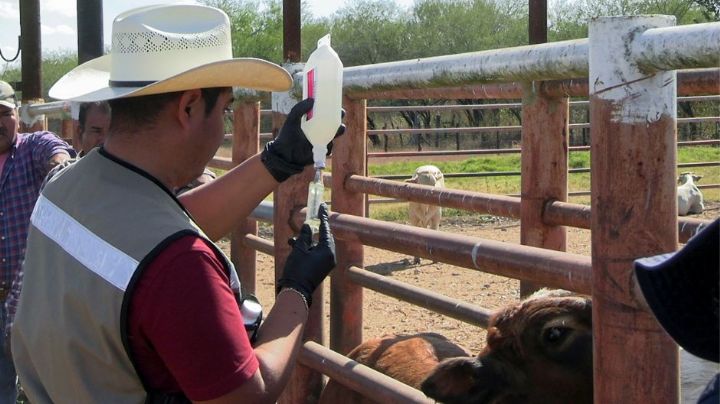 86% de casos del gusano barrenador del ganado disminuyen en Tamaulipas: Agricultura