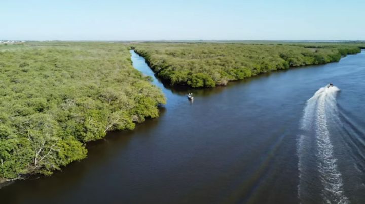 30 mil hectáreas de manglares, una maravilla del sur de Sonora que está en riesgo por contaminación