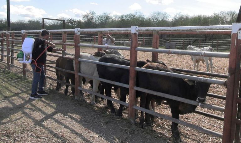 86% de casos del gusano barrenador del ganado disminuyen en Tamaulipas: Agricultura