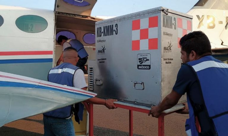 86% de casos del gusano barrenador del ganado disminuyen en Tamaulipas: Agricultura