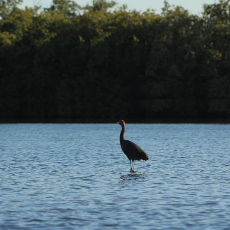 30 mil hectáreas de manglares, una maravilla del sur de Sonora que está en riesgo por contaminación