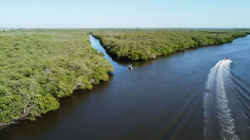 30 mil hectáreas de manglares, una maravilla del sur de Sonora que está en riesgo por contaminación