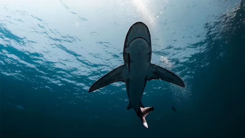 Alerta: Tiburón de 6 metros ronda las aguas del sur de Sonora; autoridades piden extremas precauciones