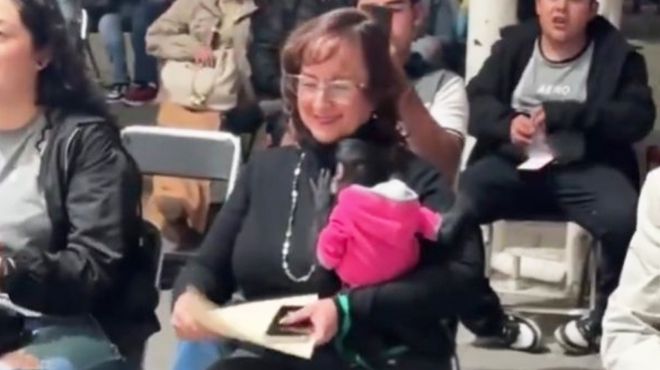 Foto ilustrativa de nota Regidora de MC se disculpa y renuncia tras polémica por posesión de mono araña en Jalisco