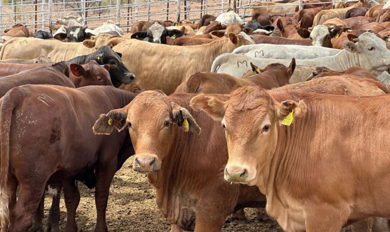 Nueva planta de mosca estéril en Texas refuerza blindaje sanitario contra gusano barrenador en Sonora