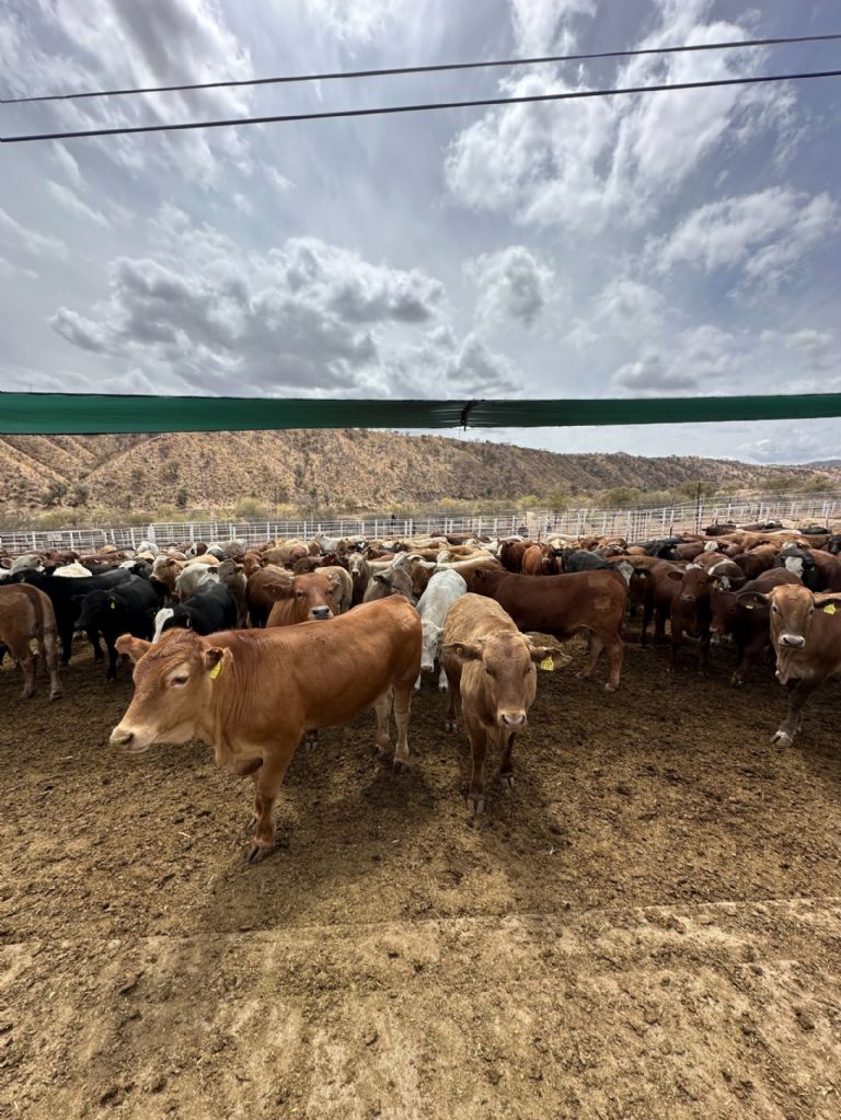 Nueva planta de mosca estéril en Texas refuerza blindaje sanitario contra gusano barrenador en Sonora