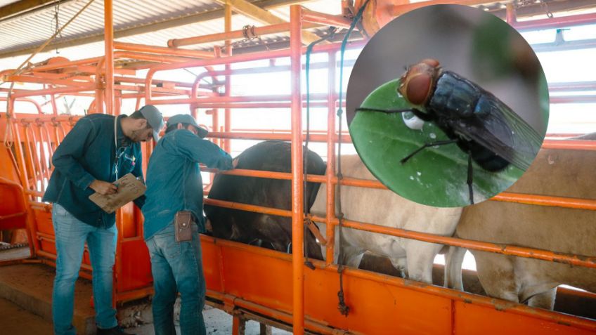 Nueva planta de mosca estéril en Texas refuerza blindaje sanitario contra gusano barrenador en Sonora