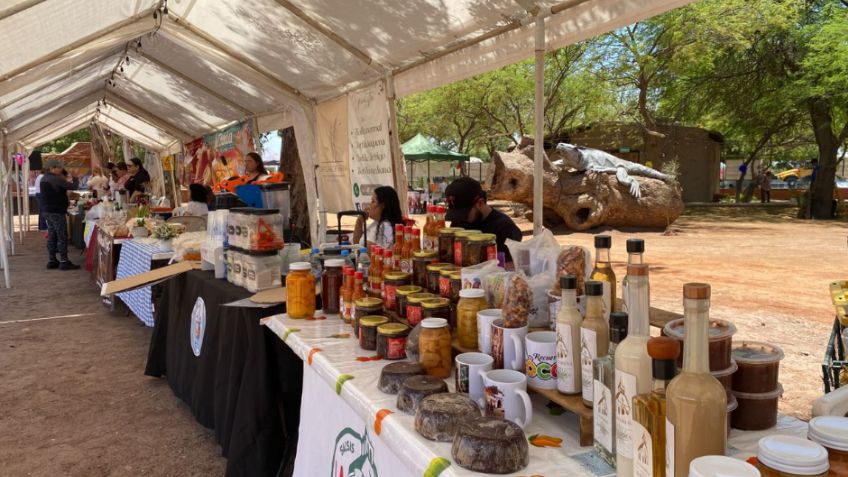 Con éxito se vivió el Coyota Fest 2026 en Cócorit; promocionan gastronomía local y a emprendedores