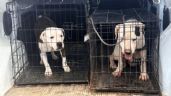 Foto ilustrativa de la nota titulada: Fin del sufrimiento: Rescatan a dos perros pitbull víctimas de maltrato animal en Guaymas