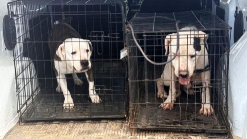 Fin del sufrimiento: Rescatan a dos perros pitbull víctimas de maltrato animal en Guaymas