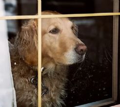 ¿Te preocupa el bienestar de tu mascota? Síntomas de pánico y ansiedad en perros y cómo ayudarlos
