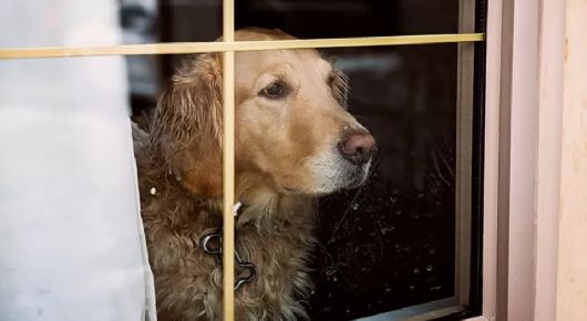 ¿Te preocupa el bienestar de tu mascota? Síntomas de pánico y ansiedad en perros y cómo ayudarlos