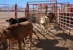 Foto ilustrativa de nota UGRS ya tiene el recurso para la planta procesadora de carne de Sonora; comenzará construcción