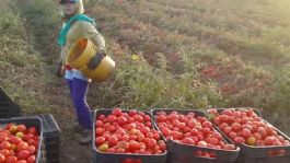 Foto que representa a Temporada hortícola se complica en los valles de Guaymas y Empalme; merma incrementa hasta el 15%