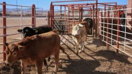 Foto que representa a UGRS ya tiene el recurso para la planta procesadora de carne de Sonora; comenzará construcción