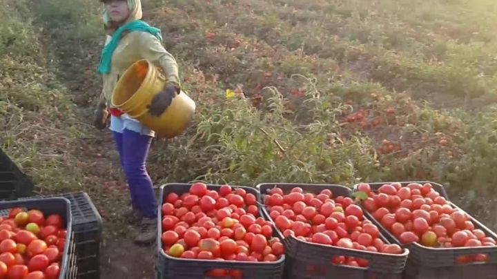Temporada hortícola se complica en los valles de Guaymas y Empalme; merma incrementa hasta el 15%
