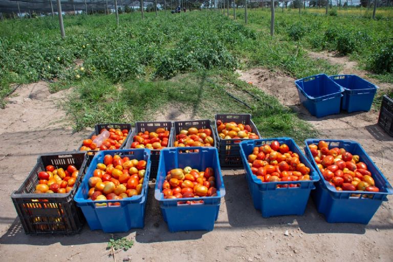 Temporada hortícola se complica en los valles de Guaymas y Empalme; merma incrementa hasta el 15%