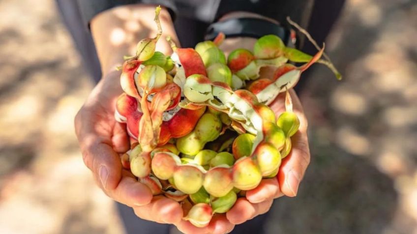 Talento Unisierra: Estudiante sonorense confirma presencia de compuesto clave en el guamúchil para tratar la diabetes