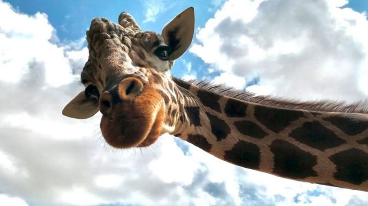 ¡Nueva jirafa! Llega otro integrante al Centro Ecológico de Sonora; permanece en proceso de adaptación