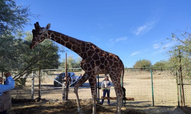 ¡Nueva jirafa! Llega otro integrante al Centro Ecológico de Sonora; permanece en proceso de adaptación