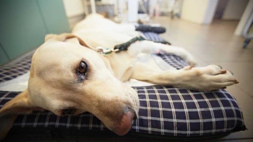 Cómo saber si tú perro tiene rickettsia y cómo puedes prevenir la enfermedad en época de verano