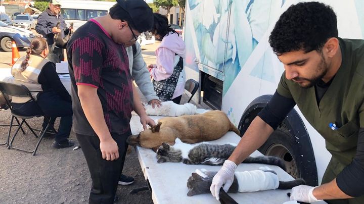 Ciudad Obregón realizará jornadas gratuitas de esterilización de mascotas para reducir sobrepoblación