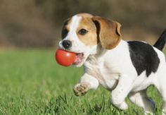 Foto ilustrativa de nota No es tóxico, pero daña a tu perro: Conoce uno de los peores alimentos que le puedes dar a tu mascota