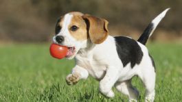 Foto que representa a No es tóxico, pero daña a tu perro: Conoce uno de los peores alimentos que le puedes dar a tu mascota