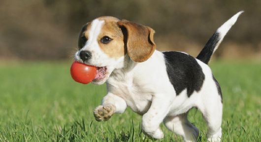 No es tóxico, pero daña a tu perro: Conoce uno de los peores alimentos que le puedes dar a tu mascota