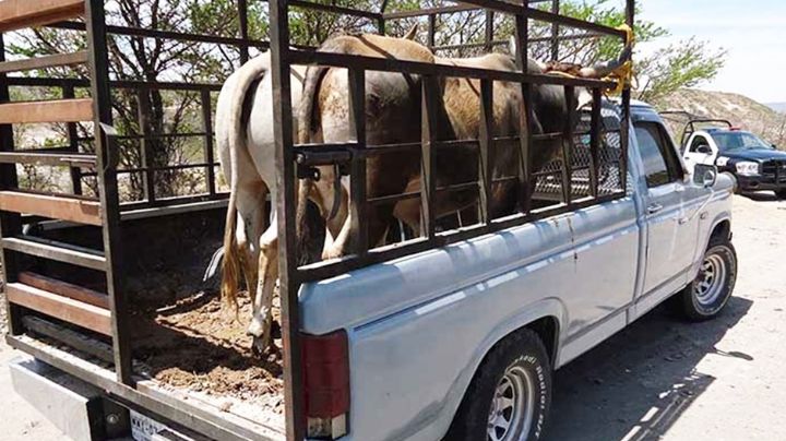 Robo de ganado persiste en el Valle del Yaqui; autoridades dan seguimiento a denuncias