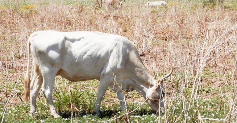 Robo de ganado persiste en el Valle del Yaqui; autoridades dan seguimiento a denuncias