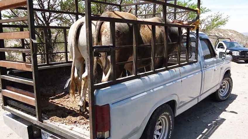 Robo de ganado persiste en el Valle del Yaqui; autoridades dan seguimiento a denuncias