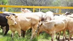 Ganaderos del Valle del Yaqui reportan estabilidad en precios pese a restricción a EU