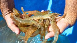 Foto que representa a Sonora logra producción récord en camarón de cultivo; alcanza 117 mil 547 toneladas: Cosaes