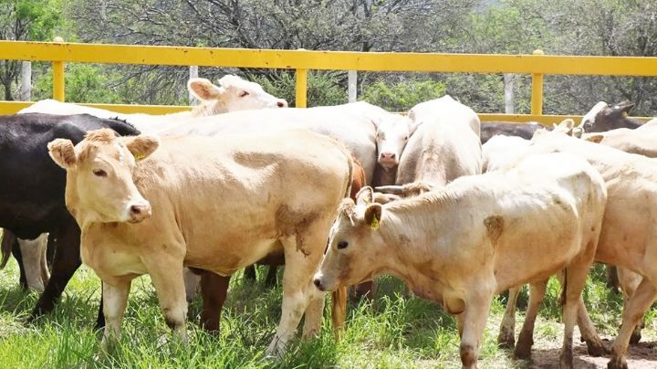 Ganaderos del Valle del Yaqui reportan estabilidad en precios pese a restricción a EU