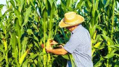 Déficit de horas frío en el Valle del Yaqui pone en riesgo la producción de trigo