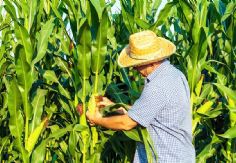 Foto ilustrativa de nota Déficit de horas frío en el Valle del Yaqui pone en riesgo la producción de trigo