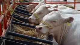 Foto que representa a Sader Sonora fortalece sector agrícola y ganadero con créditos de más de 72 millones de pesos