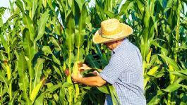 Foto que representa a Déficit de horas frío en el Valle del Yaqui pone en riesgo la producción de trigo