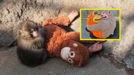 Foto que representa a Llegó la "conchanguito": Panadería mexicana vende pan dulce inspirado en el tierno mono Punch