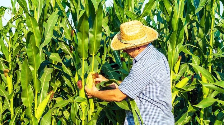 Déficit de horas frío en el Valle del Yaqui pone en riesgo la producción de trigo