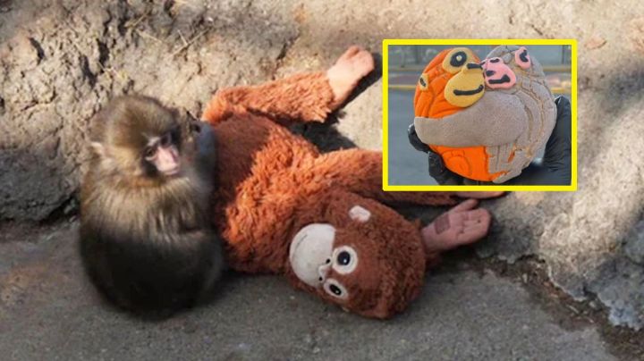 Llegó la "conchanguito": Panadería mexicana vende pan dulce inspirado en el tierno mono Punch