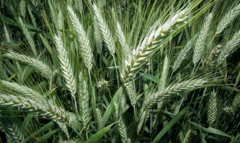 Sader Sonora fortalece sector agrícola y ganadero con créditos de más de 72 millones de pesos