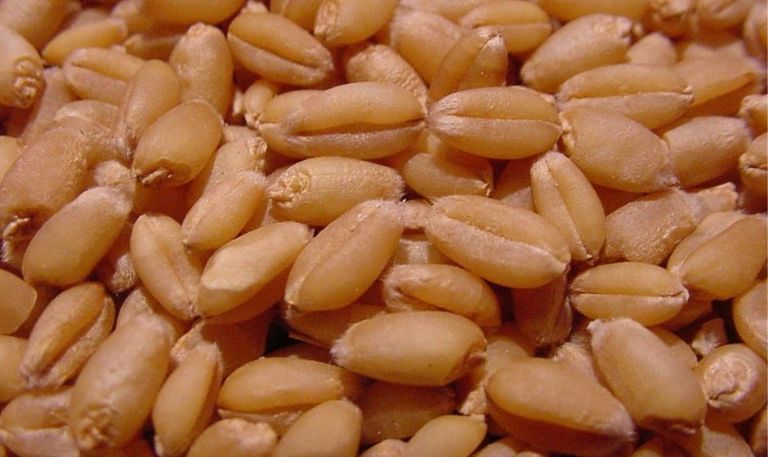 Sader Sonora fortalece sector agrícola y ganadero con créditos de más de 72 millones de pesos